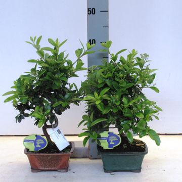 Pyracantha angustifolia