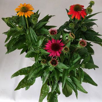 Echinacea LAKOTA MIX