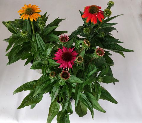 Echinacea LAKOTA MIX