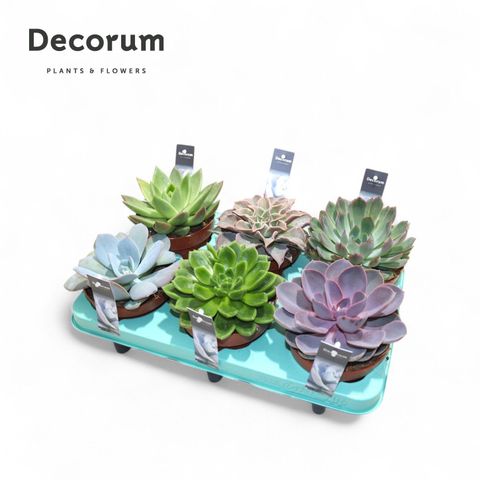 Echeveria MIX