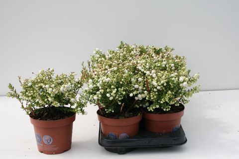 Gaultheria mucronata