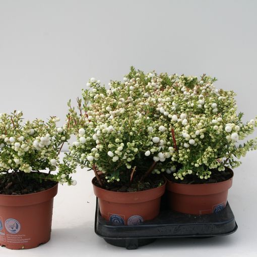 Gaultheria mucronata