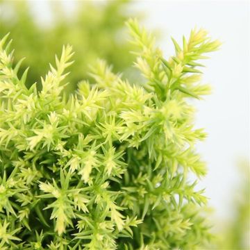 Cryptomeria japonica 'Twinkle Toes'