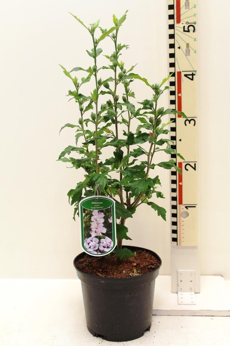 Hibiscus syriacus 'Lady Stanley' — Plant Wholesale FlorAccess