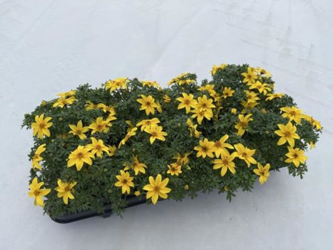 Bidens ferulifolia