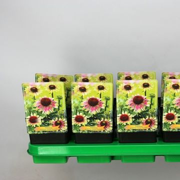 Echinacea purpurea 'Green Twister'