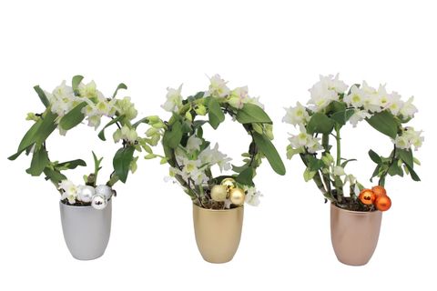 Dendrobium nobile STAR CLASS WHITE