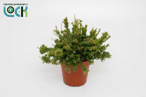 Rhipsalis mesembryanthemoides