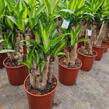Dracaena fragrans 'Massangeana'