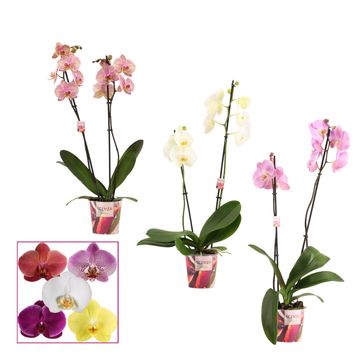 Phalaenopsis MIX