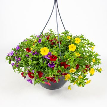 Calibrachoa MIX IN POT