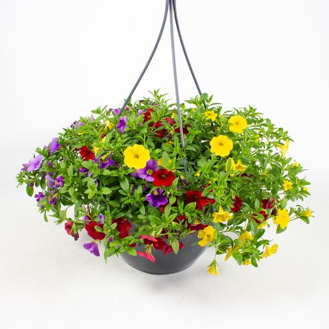 Calibrachoa MIX IN POT
