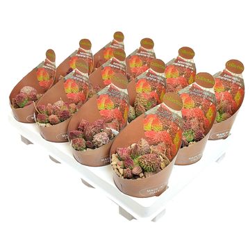 Adromischus marianae herrei 'Red Coral'