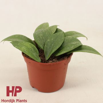Hoya wibergiae