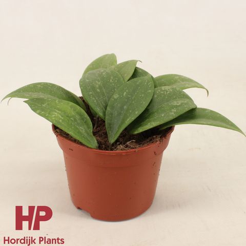 Hoya wibergiae