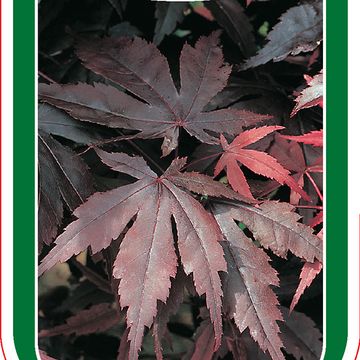 Acer palmatum 'Shôjô-nomura'