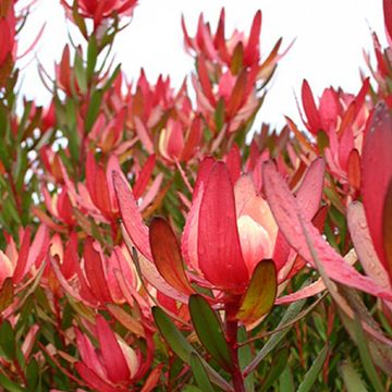 Leucadendron 'Safari Sunset'