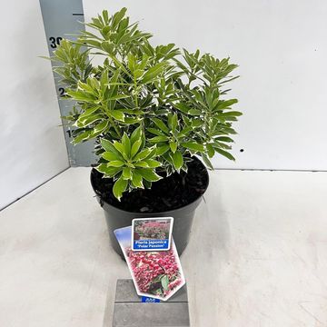 Pieris japonica POLAR PASSION