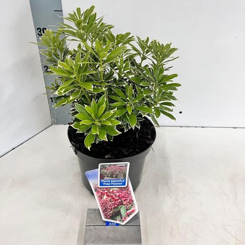 Pieris japonica POLAR PASSION