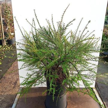Cotoneaster horizontalis