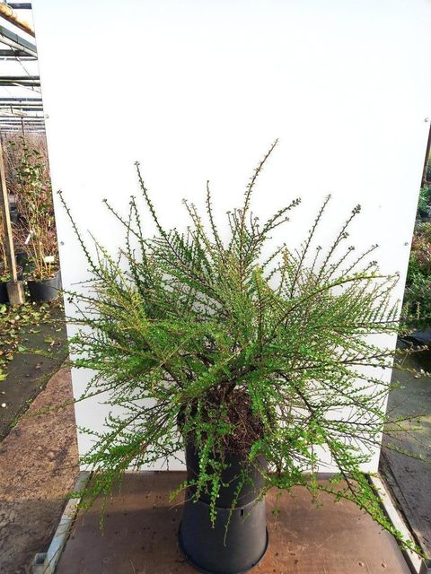 Cotoneaster horizontalis