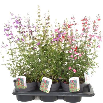 Salvia microphylla MIX Salvia microphylla MIX