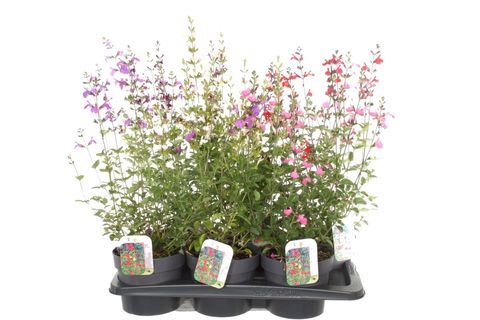 Salvia microphylla MIX