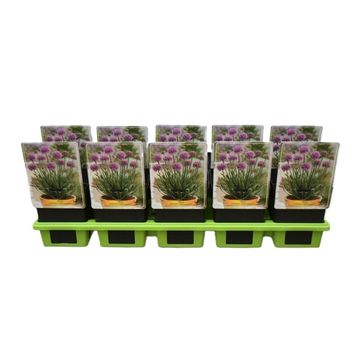 Allium senescens LITTLE SAPPHIRE