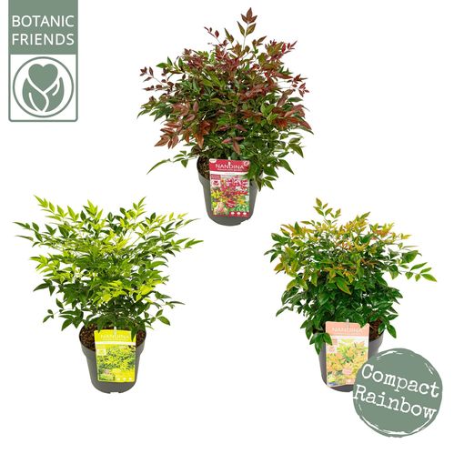 Nandina domestica MIX