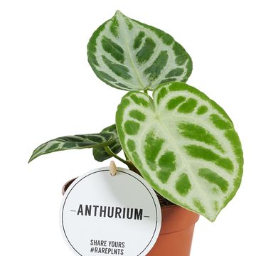 Anthurium crystallinum 'Silver Blush'