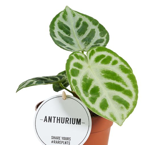 Anthurium crystallinum 'Silver Blush'