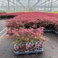 Acer palmatum 'Atropurpureum'