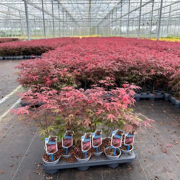 Acer palmatum 'Atropurpureum'