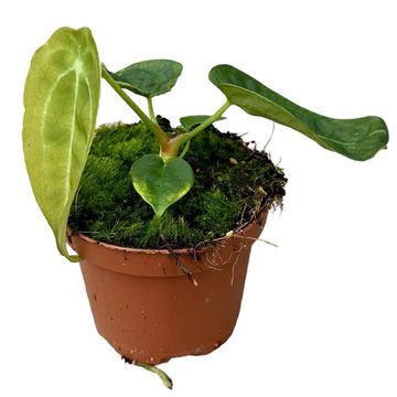 Anthurium forgetii x nigrolaminum 'Gigi'