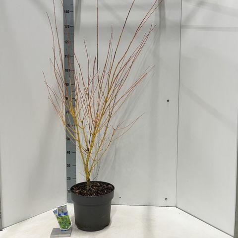 Acer palmatum 'Bi-hoo'