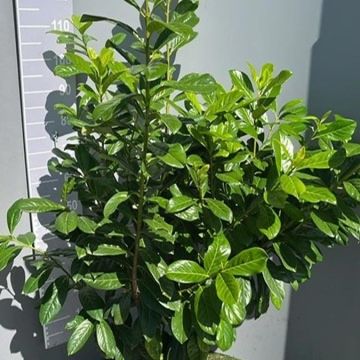 Prunus laurocerasus 'Novita'