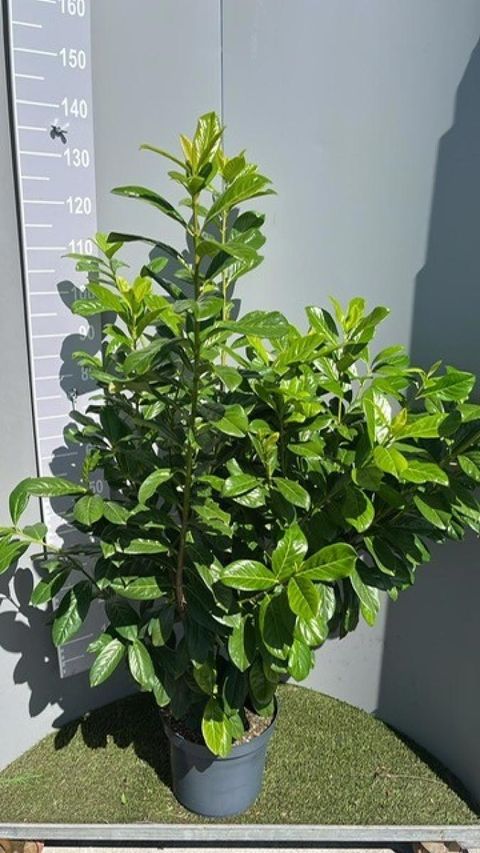 Prunus laurocerasus 'Novita'