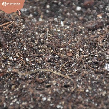 Substrates ALOCASIA MIX