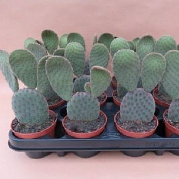 Opuntia microdasys 'Velour'