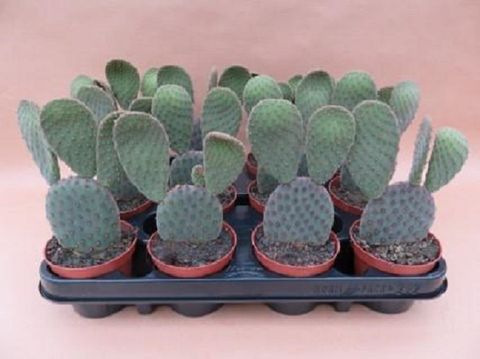 Opuntia microdasys 'Velour'