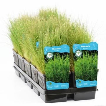 Eleocharis acicularis