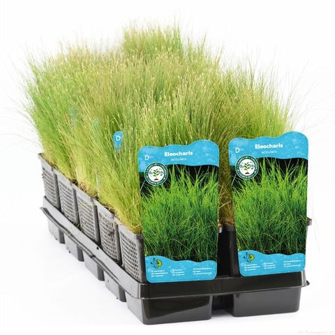 Eleocharis acicularis
