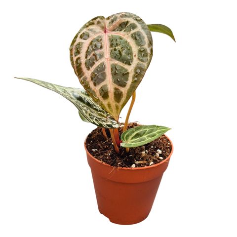 Anthurium DocBlock Anthurium Thor's Lightning® '30' X Home Sweet Home® '32'