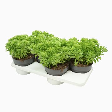 Peperomia dolabriformis