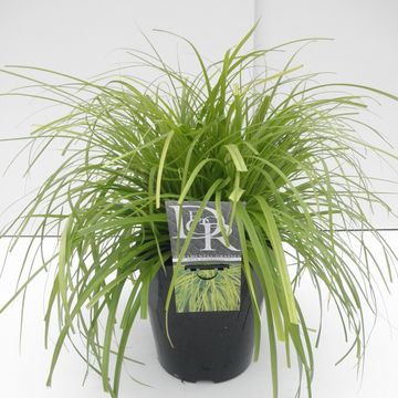 Carex oshimensis EVERCOLOR EVERILLO