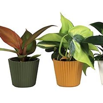 Philodendron MIX