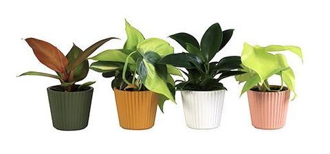 Philodendron MIX