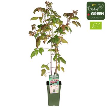 Rubus idaeus LUBERA SANIBELLE