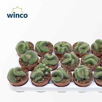 Lobivia densispina cristata