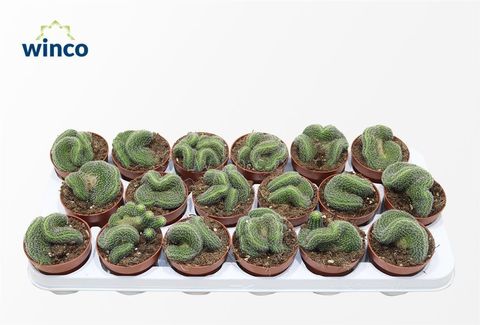 Lobivia densispina cristata